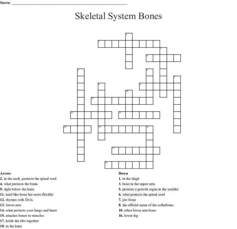 Muscle Anatomy Crossword James Crossword Puzzles