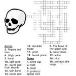 Anatomy And Physiology Of The Skeletal System Crossword   Wordmint With Regard To Skeleton Crosswords Printable