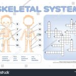 Crossword Puzzle Children Skeletal System Page Stock Vector Intended For Skeleton Crossword Puzzle Printable