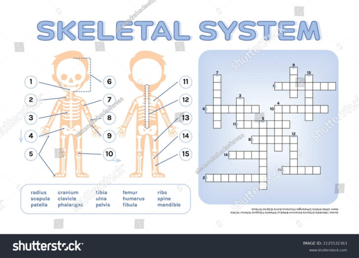 Skeleton Crossword Puzzle Printable Skeleton Crossword Puzzle Printable