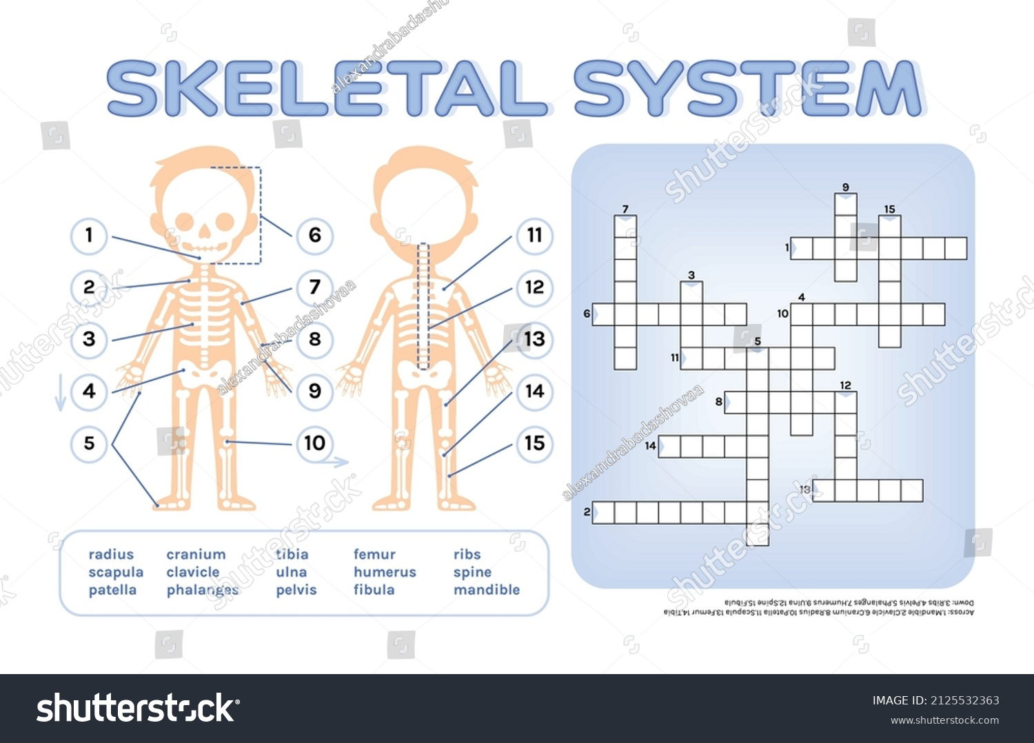 Crossword Puzzle Children Skeletal System Page Stock Vector intended for Skeleton Crossword Puzzle Printable