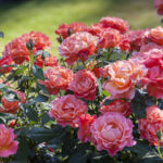 Rows Garden No. 1 For Wsj Rows Garden Puzzles