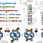 Structural Basis For The Dynamic Regulation Of Mtorc1Amino In Tri Bond Logic Puzzles Green Sea Box