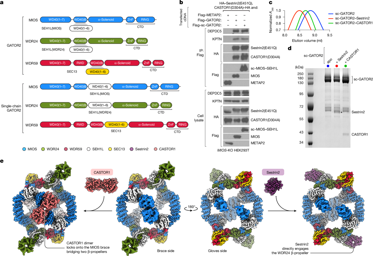 Structural Basis For The Dynamic Regulation Of Mtorc1Amino in Tri-Bond Logic Puzzles Green Sea Box