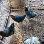 New Larchio 45 Piece Thanksgiving Turkey Floor Puzzle For $12 In Regarding Thanksgiving Floor Puzzle