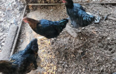 New Larchio 45 Piece Thanksgiving Turkey Floor Puzzle For $12 In regarding Thanksgiving Floor Puzzle