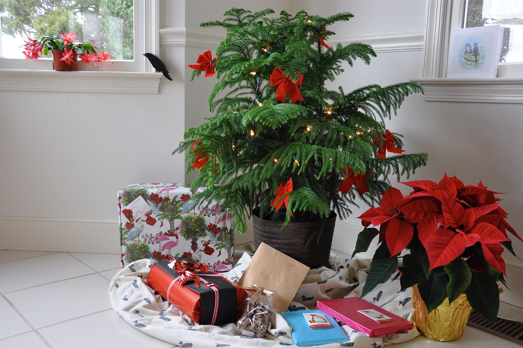 15 Of The Best Christmas Plants | Bbc Gardeners World Magazine in Popular Christmas House Plant Crossword