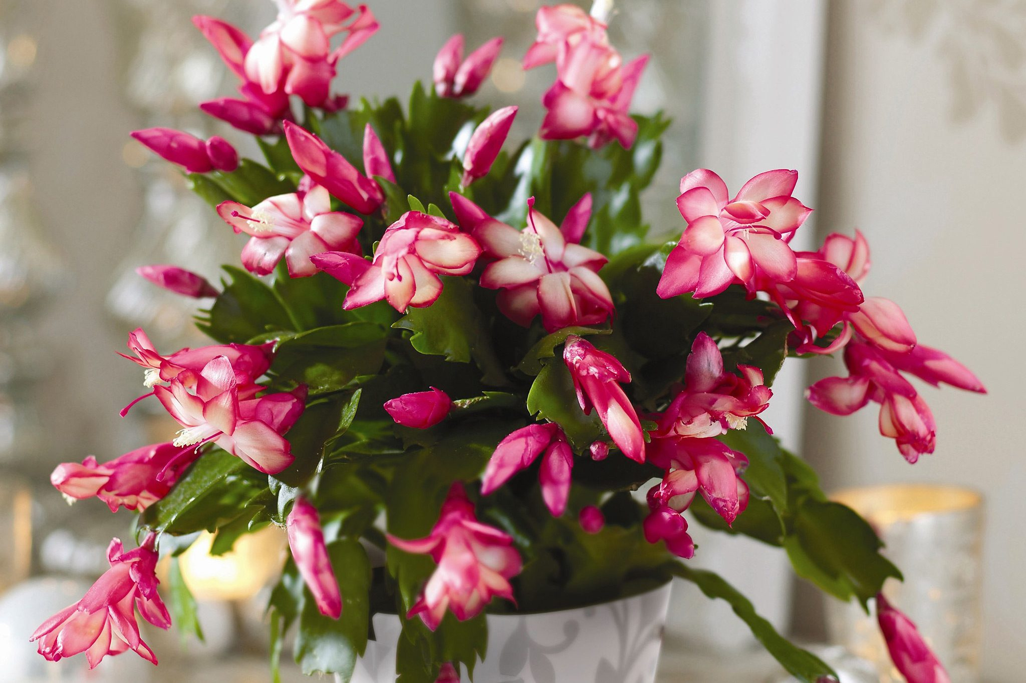 Alternative Christmas Houseplants | Bbc Gardeners World Magazine throughout Popular Christmas House Plant Crossword