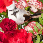 Beautiful' £27 Christmas Flowers Delivered From Family Run Florist Throughout A Beautiful Red Flower Christmas Crossword