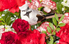 Beautiful' £27 Christmas Flowers Delivered From Family-Run Florist throughout A Beautiful Red Flower Christmas Crossword