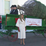 First Lady Welcomes The Official 2025 White House Christmas Tree In Horse Drawn Carriages Delivering Christmas Trees Crossword