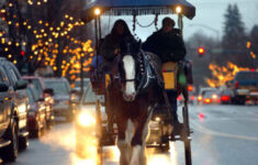 Horse-Drawn Rides Delight for Horse Drawn Carriages Delivering Christmas Trees Crossword