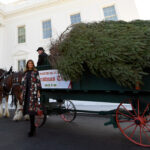 Melania Trump Welcomes Christmas Tree To White House | Fox News In Horse Drawn Carriages Delivering Christmas Trees Crossword