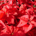 Poinsettia: Flower Of The Christmas Season | Live Science Throughout A Beautiful Red Flower Christmas Crossword