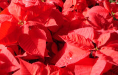 Poinsettia: Flower Of The Christmas Season | Live Science throughout A Beautiful Red Flower Christmas Crossword