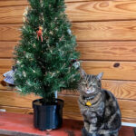 Rex Parker Does The Nyt Crossword Puzzle: Hungarian Violinist Throughout Christmas Baubles Often Nyt Crossword Clue