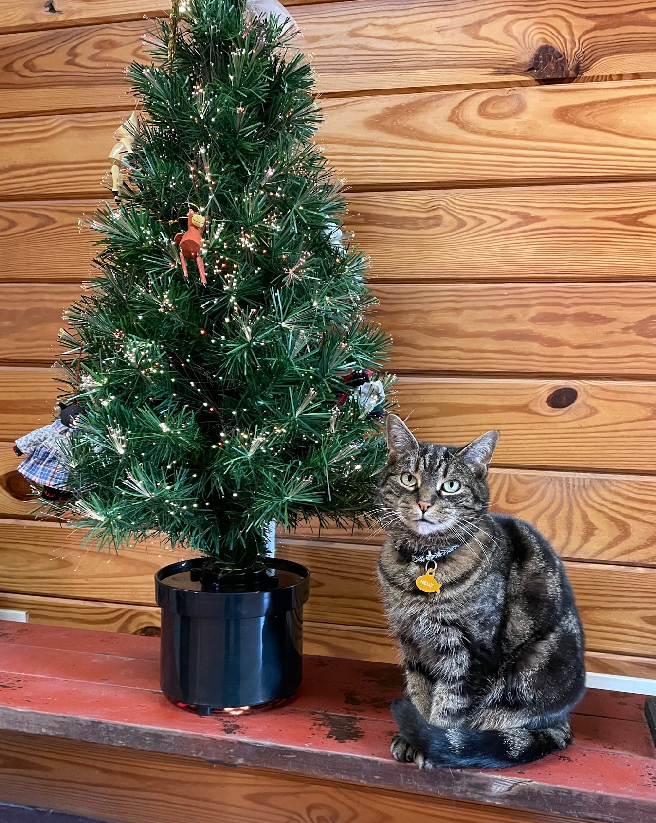 rex parker does the nyt crossword puzzle hungarian violinist throughout christmas baubles often nyt crossword clue Rex Parker Does The Nyt Crossword Puzzle: Hungarian Violinist throughout Christmas Baubles Often Nyt Crossword Clue