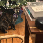 Rex Parker Does The Nyt Crossword Puzzle: Infamous Bushranger Throughout Gunk On A Christmas Tree Crossword