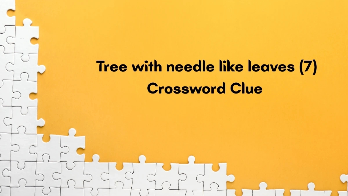 tree with needle like leaves crossword clue irish daily mail quick for christmas conifer crossword clue Tree With Needle Like Leaves Crossword Clue Irish Daily Mail Quick for Christmas Conifer Crossword Clue