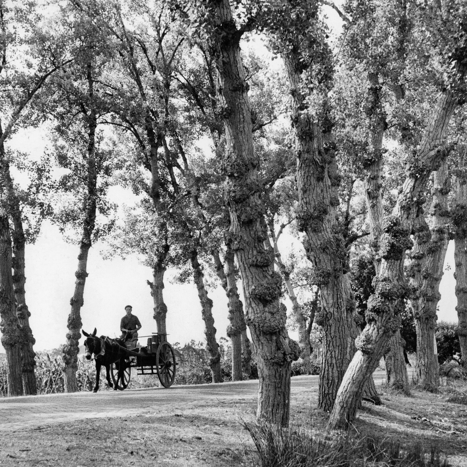 Turns Of Phrase - The New York Times inside Horse Drawn Carriages Delivering Christmas Trees Crossword Clue