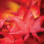 Webb Weekly October 11, 2023Webb Weekly   Issuu Inside Orange Studder At Christmas Crossword