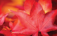 Webb Weekly October 11, 2023Webb Weekly – Issuu inside Orange Studder At Christmas Crossword