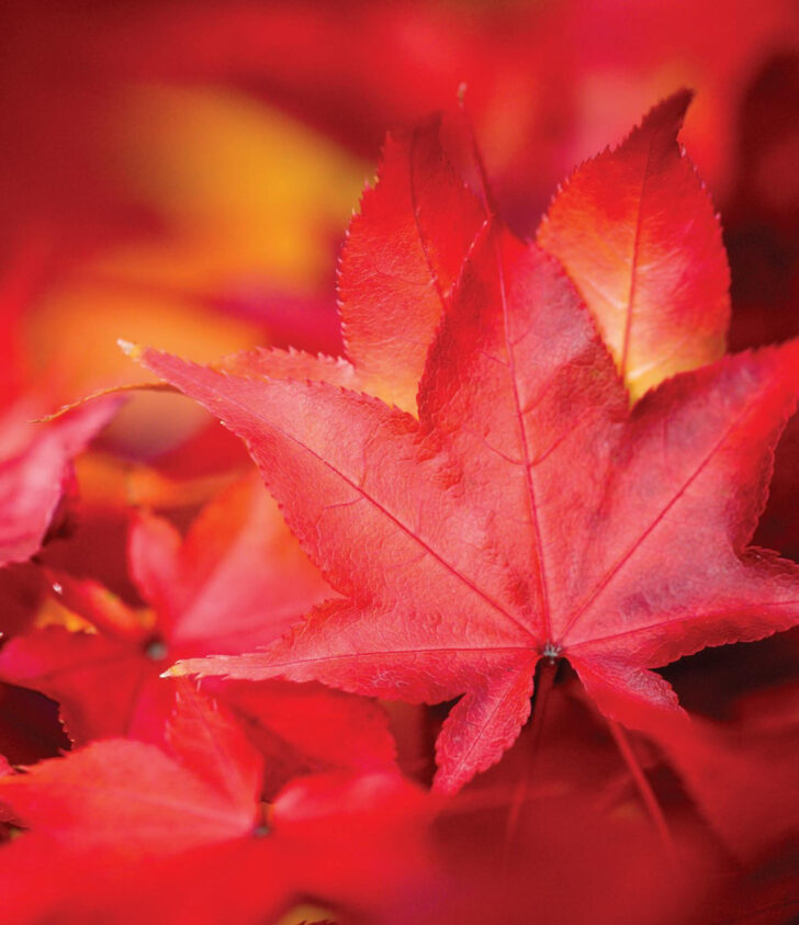 Orange Studder at Christmas Crossword Orange Studder at Christmas Crossword